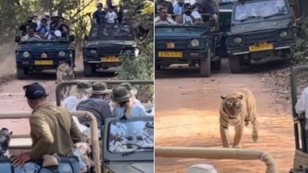 “Traffic Jam” at Ranthambore Safari Goes Viral, Internet Reacts as Tiger Struggles for Space