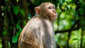 Maharashtra Introduces ₹600 Incentive Per Monkey to Manage Rising Human–Wildlife Conflict