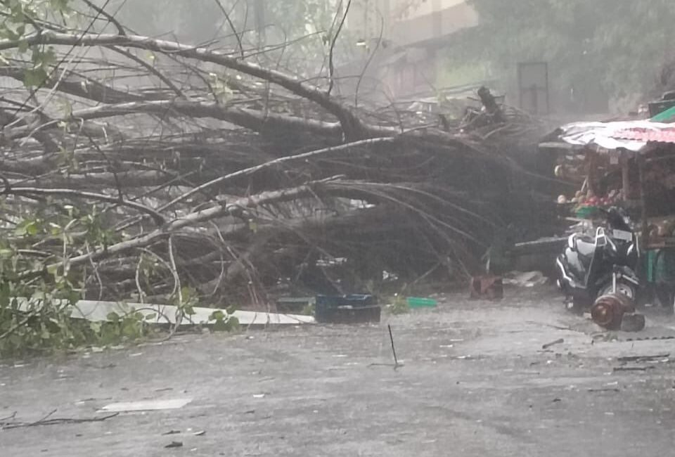 Pune Rain Tragedy: Woman Killed After Tree Falls On Sinhagad Road During Sudden Rain