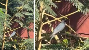Rare White House Crow Spotted In Pune, Highlights Unique Case Of Leucism