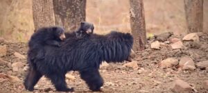 Sloth Bear’s Tender Trek in Tadoba Captures Rare Glimpse of Wild Motherhood