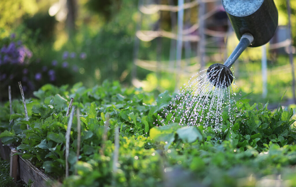 Summer Gardening Tips: Best Time to Water Plants in Extreme Heat to Keep Them Healthy