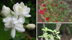Sun-Loving Plants: Keep Your Balcony Green Even Under Harsh Sun