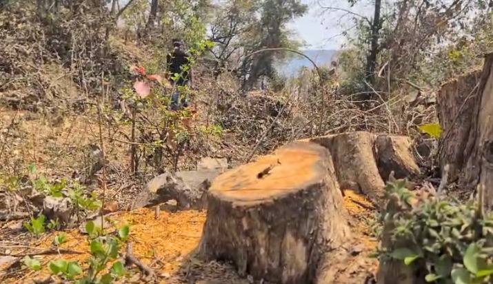 Pune: Illegal Teak Tree Felling Alleged Near Dimbhe Dam, Concerns Rise Over Loss Of Trees