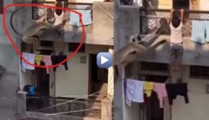 Monkey Saves Child from Balcony Fall: “Like God in Disguise!” Viral Video Sparks Real or AI Debate | Watch