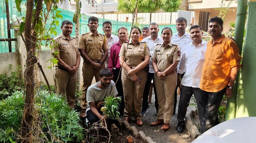 Pune: Man Arrested For Growing Cannabis In Rented Lohgaon Bungalow, 41 Plants Seized 