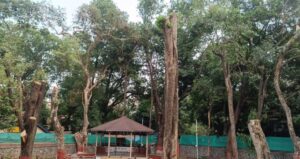 Pune: Over 20 Trees Cut At Mayor’s Residence, Triggers Concerns