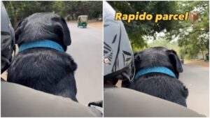 Unexpected ‘Parcel Delivery’ Turns Into Heartwarming Ride With a Labrador, Internet Delighted
