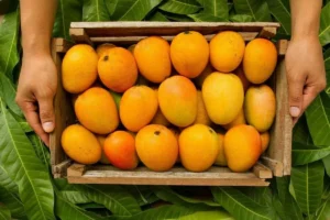 How to Identify Original Devgad Hapus Mango: Avoid Fake Alphonso This Summer