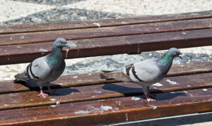Pigeons Creating Mess On Balcony? Try These 9 Simple Ways To Keep Them Away
