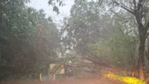 Pune: Tree Fall Leaves Thousand Undri Residents Stranded; Calls To Activate Mohamadwadi Fire Station Intensify 