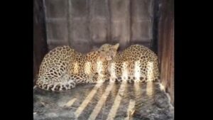 Pune: Two Leopards Captured In Single Cage In Shirur Taluka 