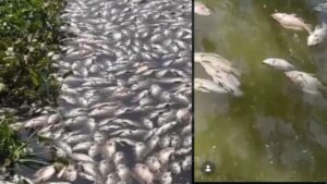 Pune: Dead Fish Cover Pashan Lake, Residents Demand Immediate Action