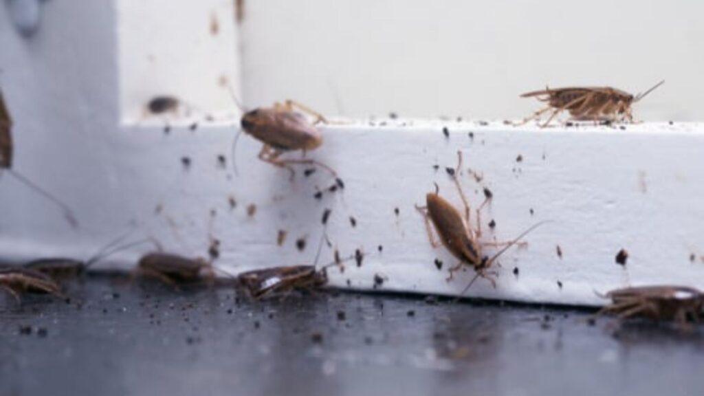 Cockroaches Taking Over Your Kitchen at Night? 5 Easy Home Remedies to Keep Them Away