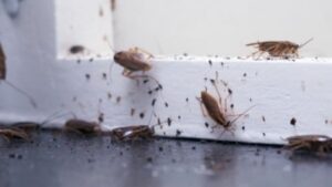 Cockroaches Taking Over Your Kitchen at Night? 5 Easy Home Remedies to Keep Them Away