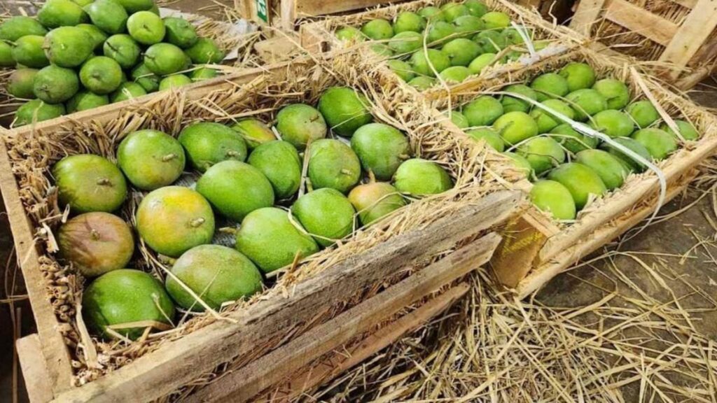 Mango Theft in Pune: 33 Crates Worth Over ₹1 Lakh Stolen From Katraj Kondhwa Road Shop