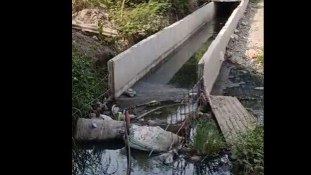 Pune: RTI Findings Link NHAI To Pashan Lake Fish Deaths, Expose Lapses In Sewage Management