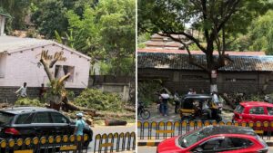 Pune: Row Erupts In Camp After Decades-Old Tree Cut On East Street; Cantonment Board Cites Safety Reasons 