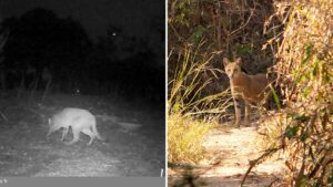 Pune: Jungle Cats Found Thriving On Vetal Hills, Study Sparks Conservation Push