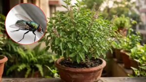 Tulsi Plant Trick: A Simple, Natural Way To Keep Houseflies Away Without Chemicals