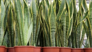 Why the Snake Plant Is One of the Best Indoor Plants for Any Home