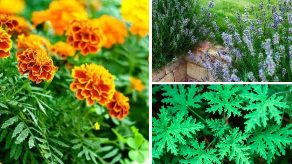 7 Natural Plants That Help Keep Mosquitoes Away From Your Home