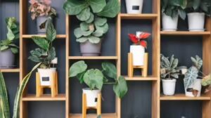 5 Plants You Should Avoid Keeping At Home, According To Vastu And Feng Shui