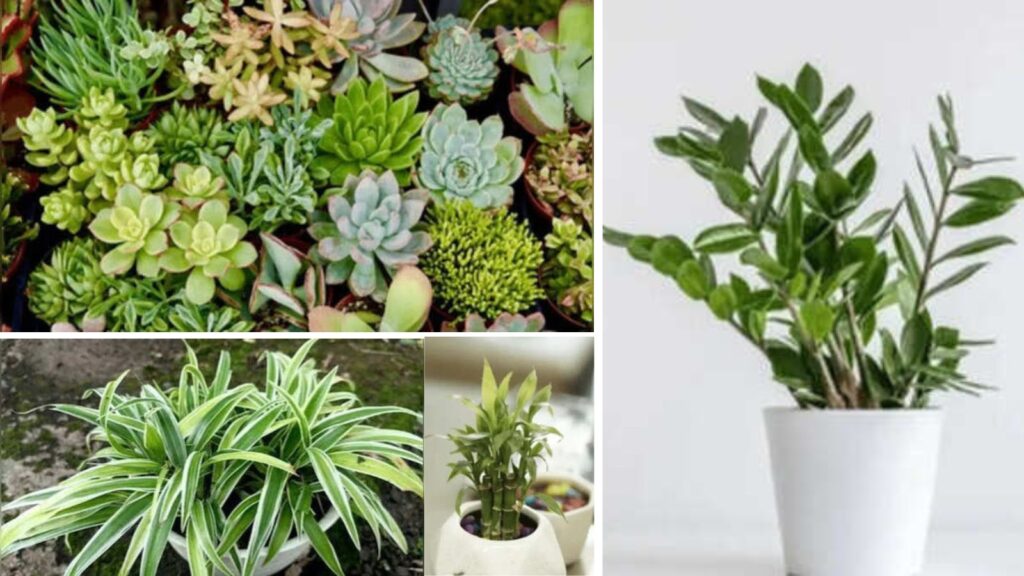 Best Desk Plants for Positive Energy: Top Office Plants to Boost Mood, Productivity & Workplace Wellness