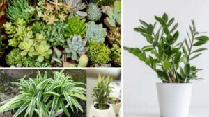 Best Desk Plants for Positive Energy: Top Office Plants to Boost Mood, Productivity & Workplace Wellness