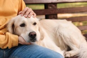 Can Dogs Sense Death Before It Happens? What Research And Beliefs Say