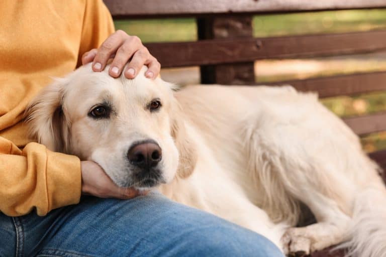 Can Dogs Sense Death Before It Happens? What Research And Beliefs Say