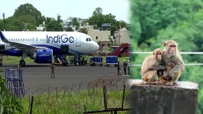 Close Call: IndiGo Flight Take-Off Aborted After Monkeys On Runway At Lucknow Airport