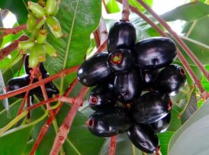 Do You Know What 'Jamun' is Called In English? Know Its Scientific Name And Health Benefits