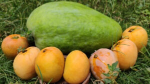 Noorjahan Mango: Why This ‘Queen of Mangoes’ Costs Up to Rs 1000 Each and Its Afghan Roots