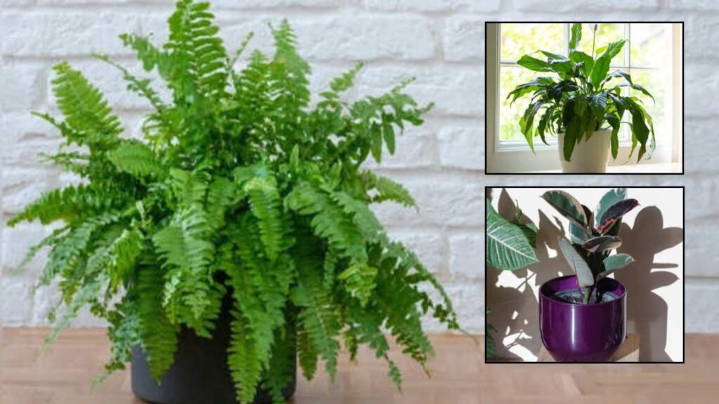 Indoor Plants That Help Keep Your Home Cool During Summer