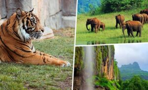 Maharashtra’s Glowing Forest: The Rare Monsoon Wonder Hidden Near Pune