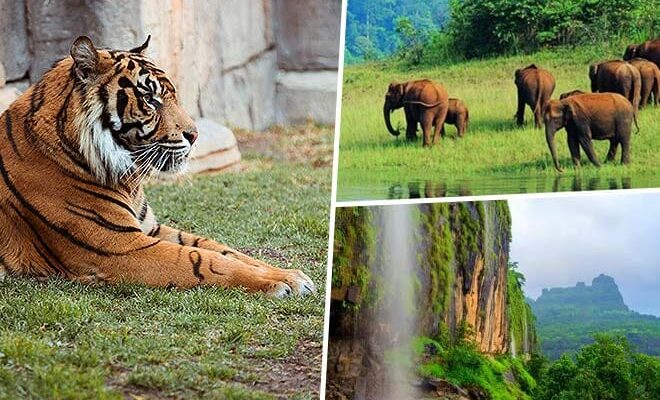 Maharashtra’s Glowing Forest: The Rare Monsoon Wonder Hidden Near Pune