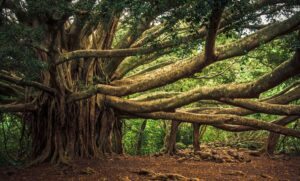 Maharashtra’s Living Heritage: These Ancient Trees Have Witnessed Centuries of History
