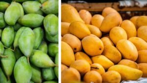 Mango Chemical Ripening: Tasty in Hours, But Is It Harming Your Health?