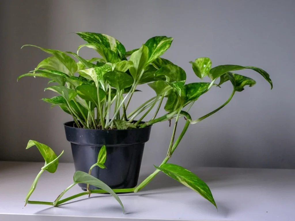 Money Plant Touching the Floor? Vastu Shastra Says It May Affect Your Finances
