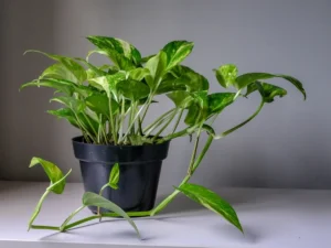 Money Plant Touching the Floor? Vastu Shastra Says It May Affect Your Finances
