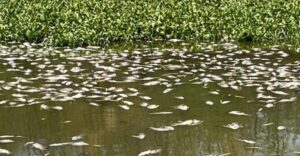 Pune: PMC Revokes Suspension Of Officials In Pashan Lake Fish Death Case