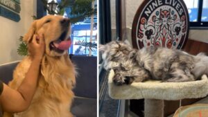 Pune: Pet-Friendly Cafés Offer A Purrfect Escape From Daily Stress