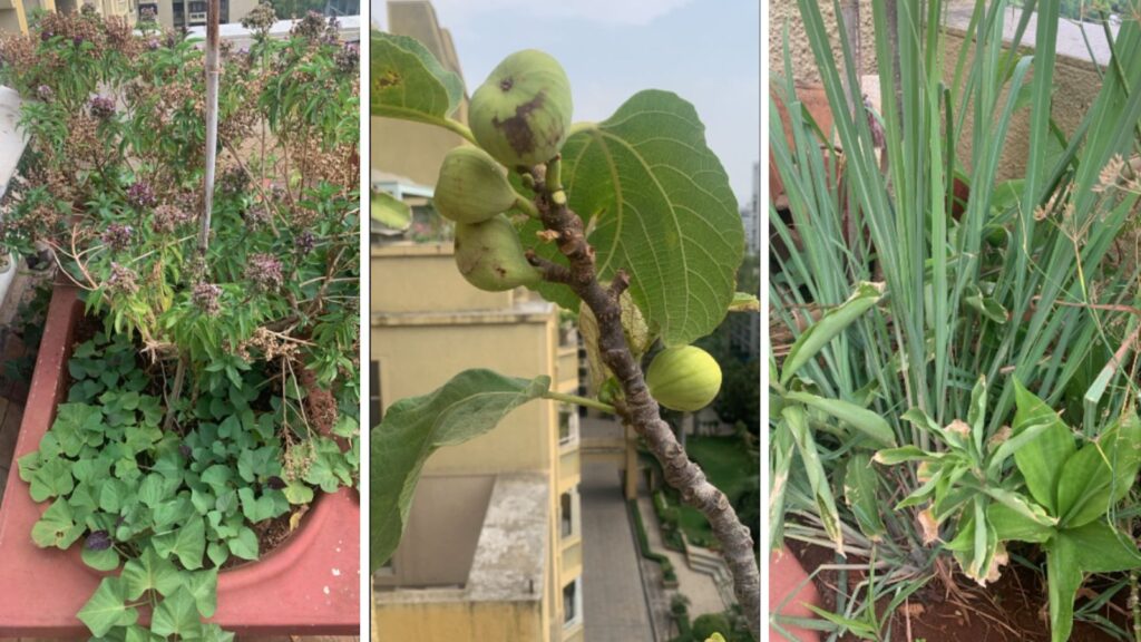 Pune Residents Turn Balconies Into Healthy Organic Spaces