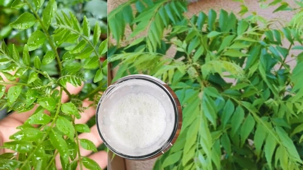 Simple Kitchen Trick For Lush Curry Leaves: How Buttermilk Can Boost Plant Growth