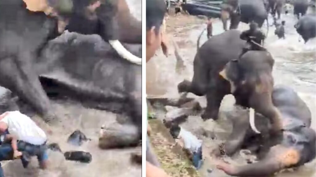 Tourist Killed After Captive Elephants Clash At Dubare Elephant Camp In Karnataka