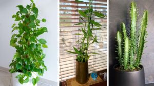 Which Indoor Plants Bring Positive Vibes? A Look at Their Traditional Symbolism