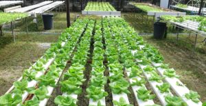 Growing Trust At Home: Why Hydroponics Is Taking Root In Urban India