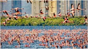 Thousands Of Flamingos Turn Navi Mumbai Wetlands Into A Stunning ‘Sea Of Pink’