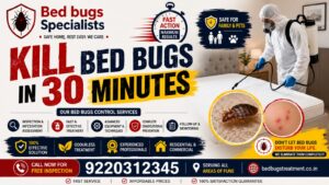 How to Get Rid of Bed Bugs in Pune Permanently